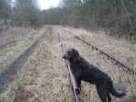 Flossie the dog on disused Levenmouth rail line, track in place, as used by walkers, halfway between Thornton and Leven - Jan 2015